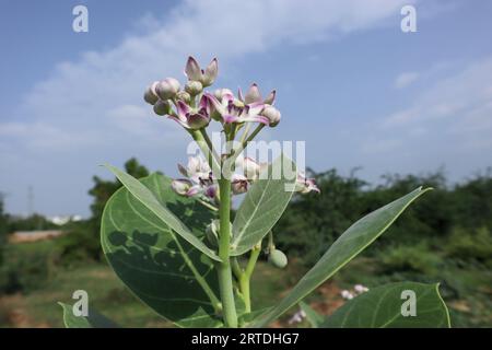 Géant calotropis Indien Wildeflower Wilkweed aussi herabl ou plante médicinale poussant principalement sur le bord de la route et sacré en Inde. AAK ou Akada usine également kn Banque D'Images