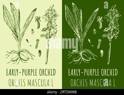 Dessins vectoriels ORCHIDÉE TÔT-VIOLET. Illustration dessinée à la main. Nom latin ORCHIS MACULATA L. Banque D'Images