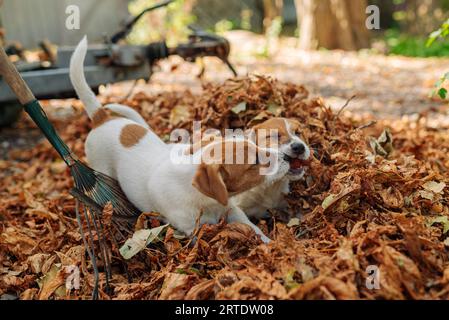 deux chiots jack russell jouant dans un grand tas de feuilles tombées Banque D'Images