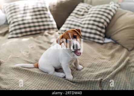 Mignon Jack Russell Terrier chiot assis sur le lit. Un animal de compagnie charmant. regarder la caméra Banque D'Images