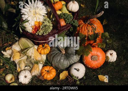 Belle composition de récolte de jardin d'automne. Panier en osier avec des pommes, des fleurs de dahlia. Citrouilles, maïs, raisins et feuilles d'automne sur l'herbe à la lumière du soleil Banque D'Images