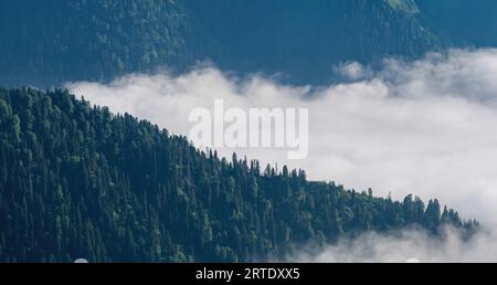 La brume est une pente de montagne boisée dans une vallée basse avec des silhouettes de conifères à feuilles persistantes Banque D'Images