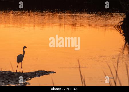 Pêche à l'aigrette enneigée (ou héron blanc) au bord du marais salé sur le bord de Pawley's Island Sound sur Pawley's Island en Caroline du Sud au coucher du soleil Banque D'Images