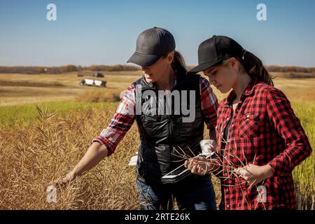 Une agricultrice debout dans les champs enseignant à son apprenti les techniques agricoles modernes pour les cultures de canola en utilisant les technologies sans fil et... Banque D'Images