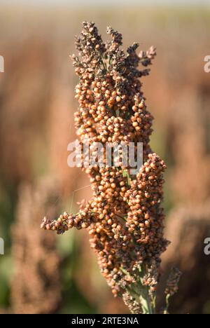 Milo, ou sorgho à grains, pousse dans un champ ; Grand Island, Nebraska, États-Unis d'Amérique Banque D'Images