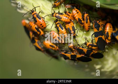 Grandes insectes de l'amaigrissement (Oncopeltus fasciatus) sur une plante ; Denton, Nebraska, États-Unis d'Amérique Banque D'Images