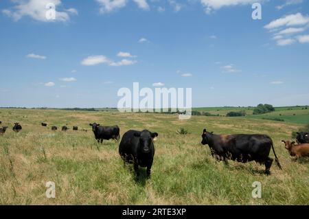 Bétail Angus sur un pâturage à Valparaiso, Nebraska, USA ; Valparaiso, Nebraska, États-Unis d'Amérique Banque D'Images