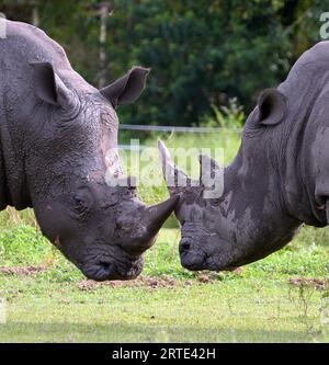 Loxahatchee (États-Unis d ' Amérique). 14 octobre 2014. LOXAHATCHEE, FL - OCTOBRE 14 : animaux au Lion Country Safari le 14 octobre 2014 à Loxahatchee, Floride. People : Rhino crédit : Storms Media Group/Alamy Live News Banque D'Images