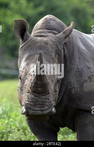 Loxahatchee (États-Unis d ' Amérique). 14 octobre 2014. LOXAHATCHEE, FL - OCTOBRE 14 : animaux au Lion Country Safari le 14 octobre 2014 à Loxahatchee, Floride. People : Rhino crédit : Storms Media Group/Alamy Live News Banque D'Images