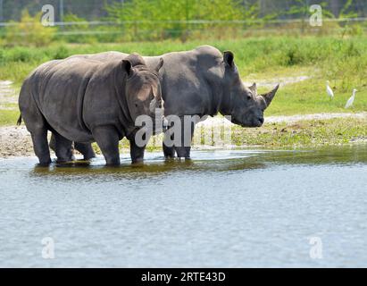 Loxahatchee (États-Unis d ' Amérique). 14 octobre 2014. LOXAHATCHEE, FL - OCTOBRE 14 : animaux au Lion Country Safari le 14 octobre 2014 à Loxahatchee, Floride. People : Rhino crédit : Storms Media Group/Alamy Live News Banque D'Images