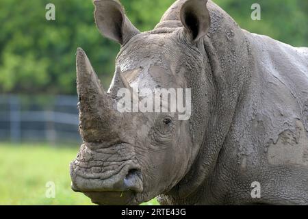 Loxahatchee (États-Unis d ' Amérique). 14 octobre 2014. LOXAHATCHEE, FL - OCTOBRE 14 : animaux au Lion Country Safari le 14 octobre 2014 à Loxahatchee, Floride. People : Rhino crédit : Storms Media Group/Alamy Live News Banque D'Images