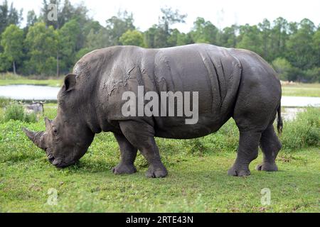 Loxahatchee (États-Unis d ' Amérique). 14 octobre 2014. LOXAHATCHEE, FL - OCTOBRE 14 : animaux au Lion Country Safari le 14 octobre 2014 à Loxahatchee, Floride. People : Rhino crédit : Storms Media Group/Alamy Live News Banque D'Images