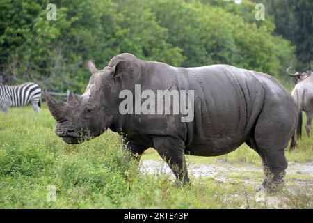 Loxahatchee (États-Unis d ' Amérique). 14 octobre 2014. LOXAHATCHEE, FL - OCTOBRE 14 : animaux au Lion Country Safari le 14 octobre 2014 à Loxahatchee, Floride. People : Rhino crédit : Storms Media Group/Alamy Live News Banque D'Images