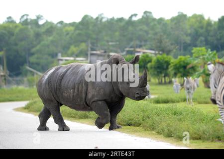 Loxahatchee (États-Unis d ' Amérique). 14 octobre 2014. LOXAHATCHEE, FL - OCTOBRE 14 : animaux au Lion Country Safari le 14 octobre 2014 à Loxahatchee, Floride. People : Rhino crédit : Storms Media Group/Alamy Live News Banque D'Images