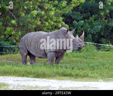 Loxahatchee (États-Unis d ' Amérique). 14 octobre 2014. LOXAHATCHEE, FL - OCTOBRE 14 : animaux au Lion Country Safari le 14 octobre 2014 à Loxahatchee, Floride. People : Rhino crédit : Storms Media Group/Alamy Live News Banque D'Images