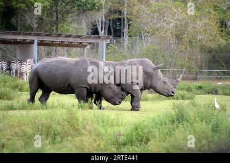 Loxahatchee (États-Unis d ' Amérique). 14 octobre 2014. LOXAHATCHEE, FL - OCTOBRE 14 : animaux au Lion Country Safari le 14 octobre 2014 à Loxahatchee, Floride. People : Rhino crédit : Storms Media Group/Alamy Live News Banque D'Images