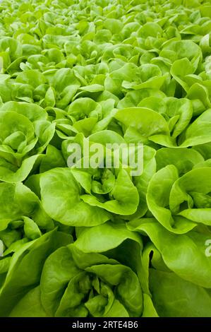 Gros plan de légumes verts poussant dans une pépinière hydroponique ; Stanley, îles Falkland Banque D'Images