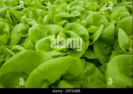 Gros plan de légumes verts poussant dans une pépinière hydroponique ; Stanley, îles Falkland Banque D'Images