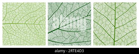 Fermer le motif de texture de feuille verte, fond de motif de feuille avec des veines et des cellules. Structure de venation vectorielle du feuillage de plante d'arbre, toile de fond mosaïque abstraite de la surface de bouleau ou de feuille d'érable Illustration de Vecteur