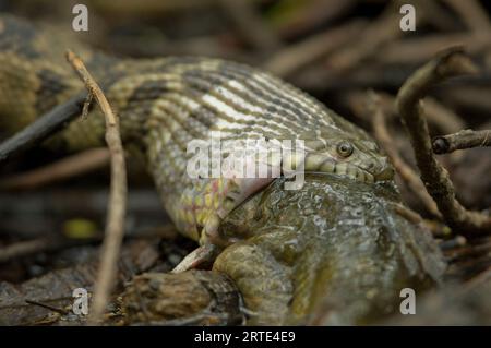 Le serpent d'eau à larges bandes (Nerodia fasciata confluens) mange un poisson-chat au cache River National Wildlife refuge dans l'Arkansas, aux États-Unis Banque D'Images