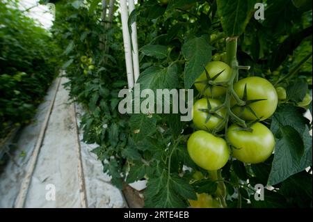 Tomates sur vignes dans une pépinière hydroponique pour légumes ; Stanley, îles Falkland Banque D'Images