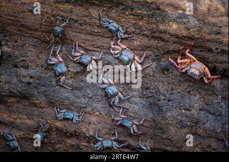 Crabes rouges (Grapsus grapsus) sur un rocher de l'île Isabela ; île Isabela, parc national des îles Galapagos, îles Galapagos, Équateur Banque D'Images