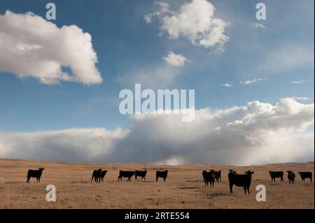 Bétail debout sur les terres agricoles par une journée ensoleillée avec des formations de nuages spectaculaires dans la distance au-dessus de l'horizon, le long de l'autoroute près de Lakeside, Nebra... Banque D'Images