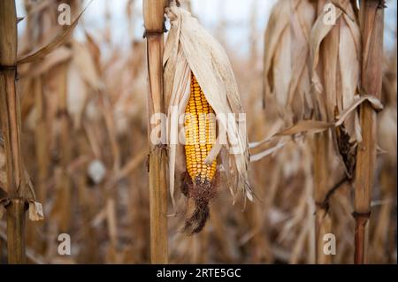 Maïs en attente de récolte ; Roca, Nebraska, États-Unis d'Amérique Banque D'Images