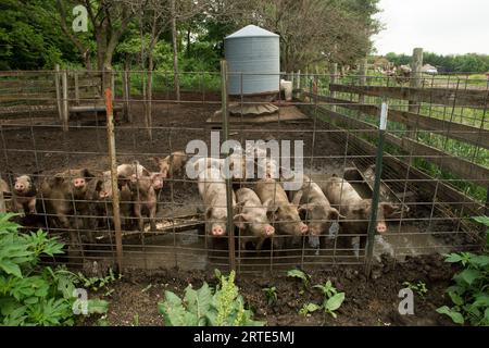 Porcs élevés biologiquement dans la boue sur une ferme près de Palmyra, Nebraska, USA ; Palmyra, Nebraska, États-Unis d'Amérique Banque D'Images