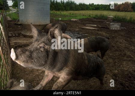 Porcs élevés biologiquement dans une ferme près de Palmyra, Nebraska, USA ; Palmyra, Nebraska, États-Unis d'Amérique Banque D'Images