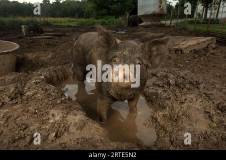 Portrait d'un cochon boueux dans un enclos à cochon ; Palmyre, Nebraska, États-Unis d'Amérique Banque D'Images