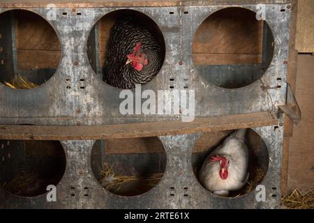 Les poulets (Gallus domesticus) pondent des œufs à l'intérieur d'un poulailler ; Valparaiso, Nebraska, États-Unis d'Amérique Banque D'Images