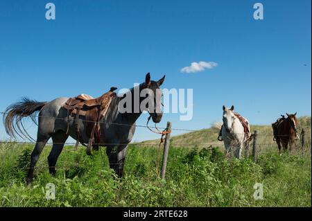 Trois chevaux se tiennent le long d'une clôture dans un champ ; Burwell, Nebraska, États-Unis d'Amérique Banque D'Images