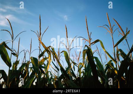 Lumière du soleil sur le dessus des plants de maïs dans un champ ; Bennet, Nebraska, États-Unis d'Amérique Banque D'Images