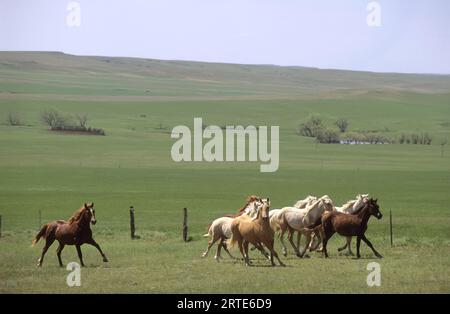 Arrondir les chevaux à utiliser pour une marque de bétail ; Howes, Dakota du Sud, États-Unis d'Amérique Banque D'Images