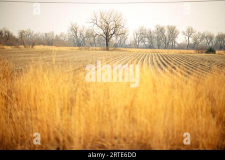 Champs aux couleurs automnales avec arbres sans feuilles au sanctuaire ornithologique Lillian Annette Rowe sur la Platte River Banque D'Images