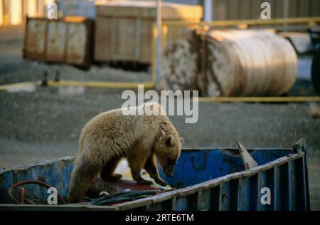 Ours polaire (Ursus maritimus) buvant dans une benne à ordures ; North Slope, Alaska, États-Unis d'Amérique Banque D'Images