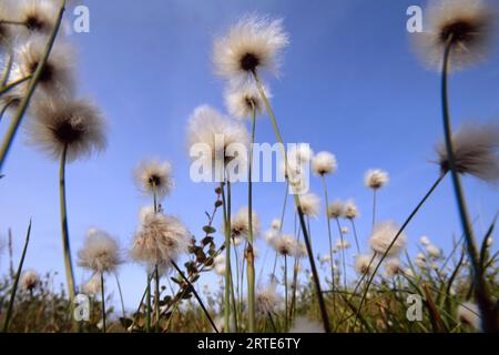 Gousses de graines dans un champ soufflant dans le vent contre un ciel bleu ; North Slope, Alaska, États-Unis d'Amérique Banque D'Images