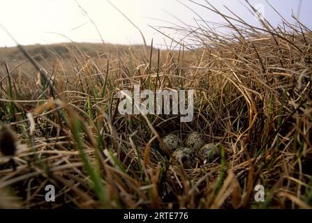 Quatre œufs dans un nid dans la toundra ; North Slope, Alaska, États-Unis d'Amérique Banque D'Images