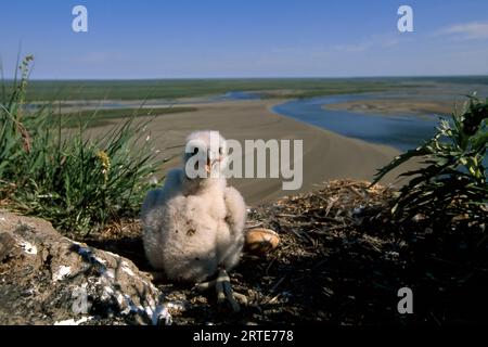 Poussin faucon pèlerin arctique (Falco peregrinus) ; versant nord, Alaska, États-Unis d'Amérique Banque D'Images