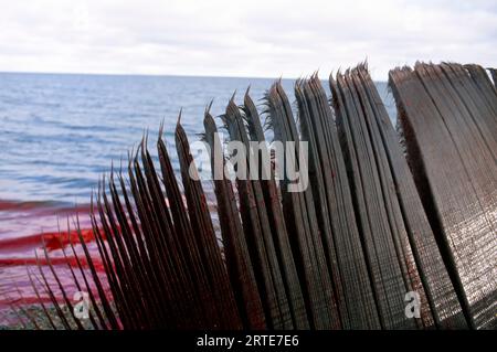Le sang coule dans l'océan Arctique à partir d'une carcasse de baleine boréale (Balaena mysticetus) ; Kaktovik, Alaska, États-Unis d'Amérique Banque D'Images
