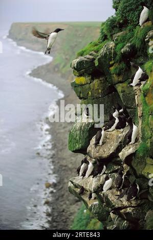 Les murmures à bec épais (Uria lomvia) perdurent sur une falaise de nidification Paul Island;. Paul Island, Pribilof Islands, Alaska, États-Unis d'Amérique Banque D'Images
