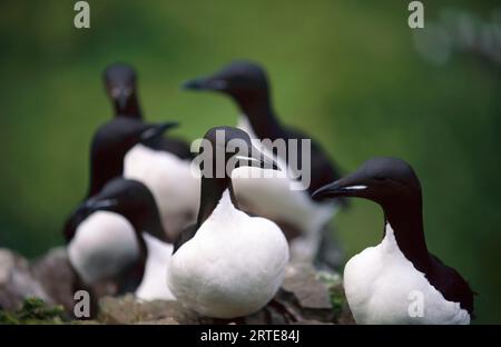 Groupe de murres à bec épais (Uria lomvia) sur un préparé George Island Rookery ; composé George Island, Pribilof Islands, Alaska, États-Unis d'Amérique Banque D'Images