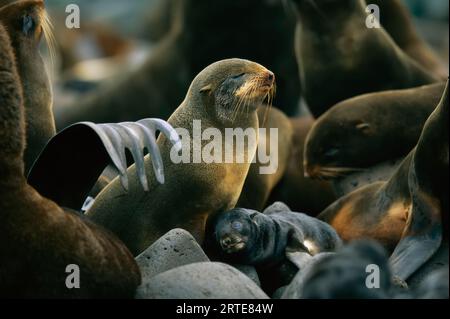 Phoque à fourrure du Nord (Callorhinus alascanus) et chiot ; préparation Paul Island, Pribilof Islands, Alaska, États-Unis d'Amérique Banque D'Images