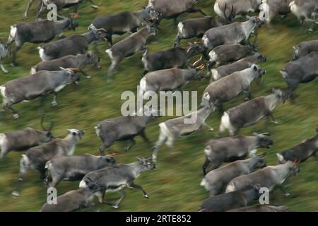 Troupeau de rennes domestiques (Rangifer tarandus) sur l'île Nunivak dans le delta du Yukon ; île Nunivak, territoire du Yukon, Canada Banque D'Images