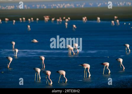 Troupeau de flamants roses chiliens migrateurs (Phoenicopterus chilensis) se nourrissant dans Laguna Colorada ; désert d'Atacama, Bolivie Banque D'Images