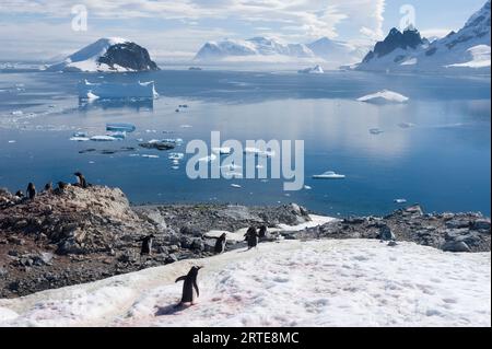 Colonie de manchots Gentoo (Pygoscelis papua) sur l'île Danco ; péninsule antarctique, Antarctique Banque D'Images