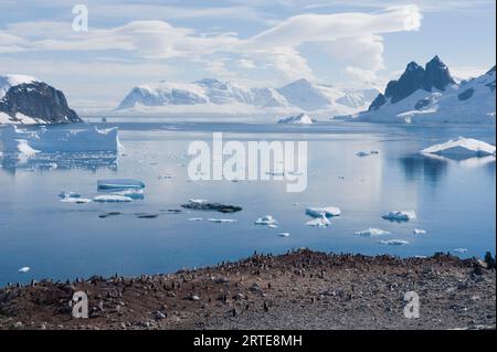 Colonie de manchots Gentoo (Pygoscelis papua) sur l'île Danco ; péninsule antarctique, Antarctique Banque D'Images