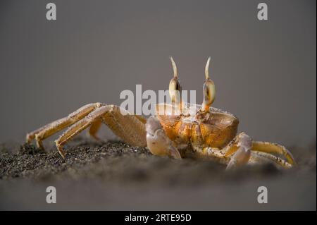 Portrait en gros plan d'un crabe fantôme (curseur Ocypode) sur une plage de sable à Playa Tortuga, île du sud de Bioko, Guinée équatoriale Banque D'Images