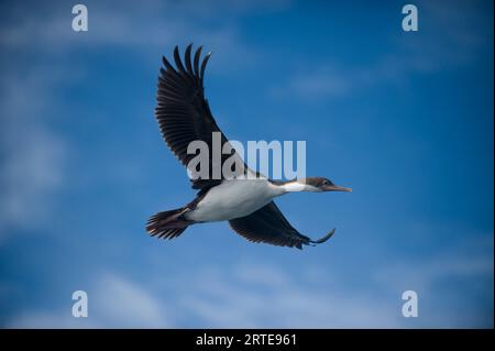 Shag impérial (Phalacrocorax atriceps) en vol dans un ciel bleu avec nuage ; New Island, West Falkland Islands, Malouines Islands Banque D'Images